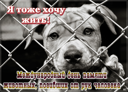 6 Ноября день памяти животных