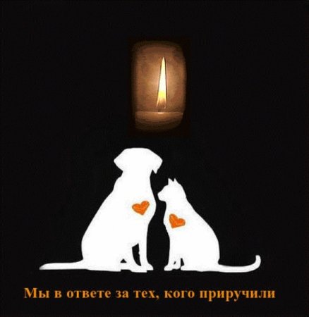 Международный день памяти животных погибших от рук человека 6 ноября