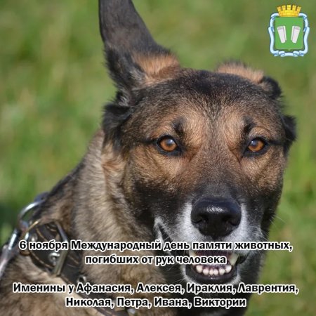 Международный день памяти животных, погибших от рук человека