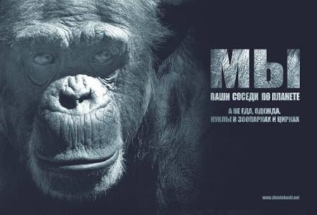 6 Ноября день памяти животных