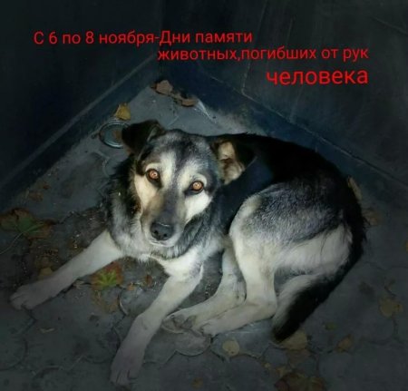 День памяти животных погибших от рук