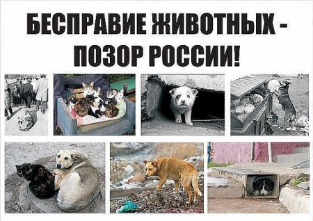 6 Ноября день памяти животных