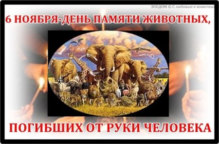 6 Ноября день памяти животных
