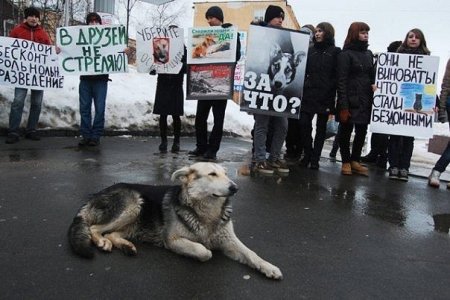 Защитники животных