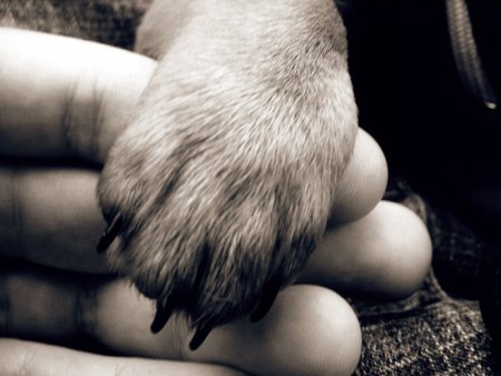 Лапа моя лапа Рождественский