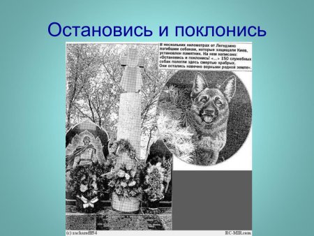 День памяти погибших животных