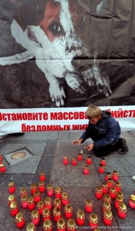 Свеча памяти животные