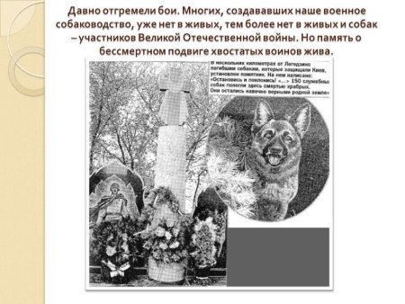 Дань животным на войне подвиги