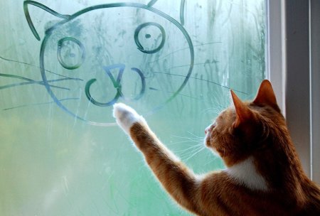 Кот мечтает