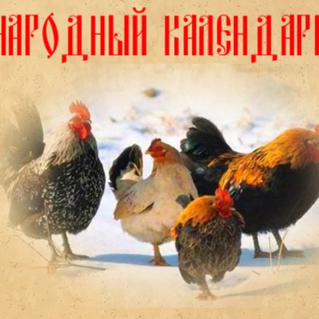 Куриный праздник