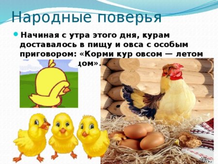 День курицы праздник