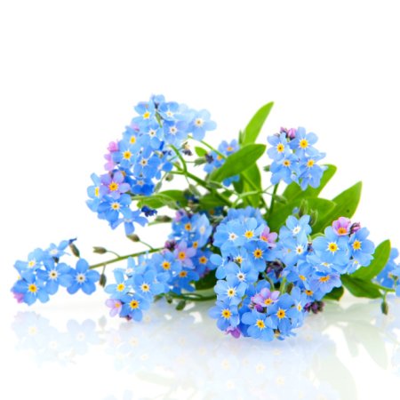 Букетик незабудок на прозрачном фоне