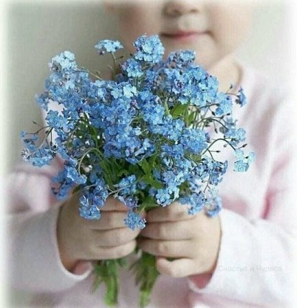 Букет незабудок в руках