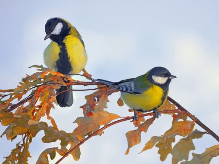 Желтогрудая синичка