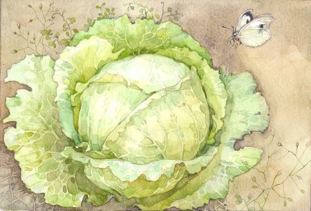 Капуста рисунок