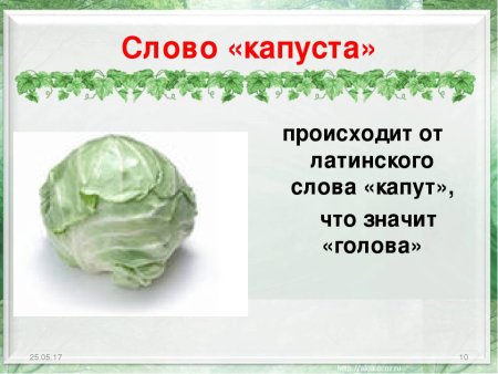 Слово капуста