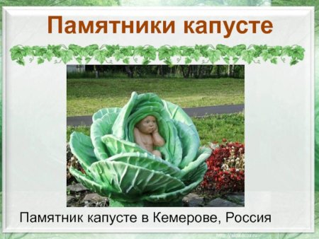 Капуста для презентации