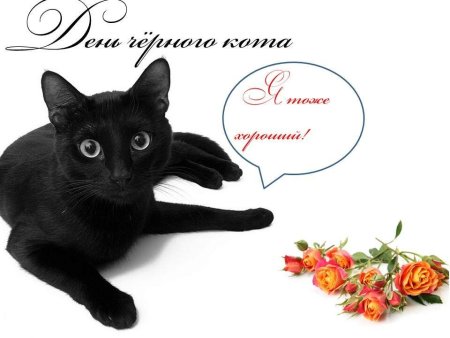 Международный день черного кота