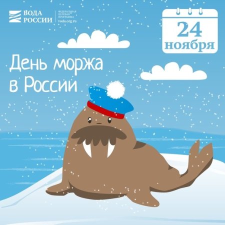 День моржа 24 ноября