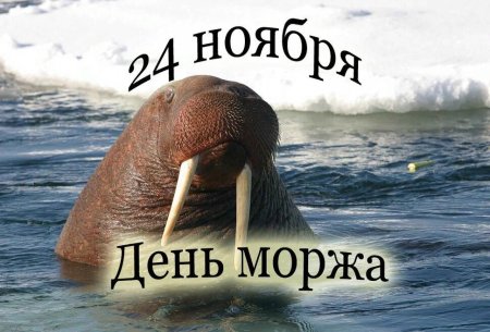 День моржа 24 ноября