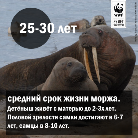 Всемирный день моржа