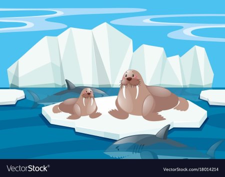 Рисование тюленя на льдине