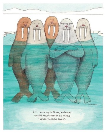 Морж смешной рисунок