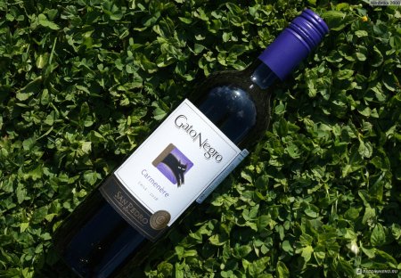 Gato negro вино Carmenere