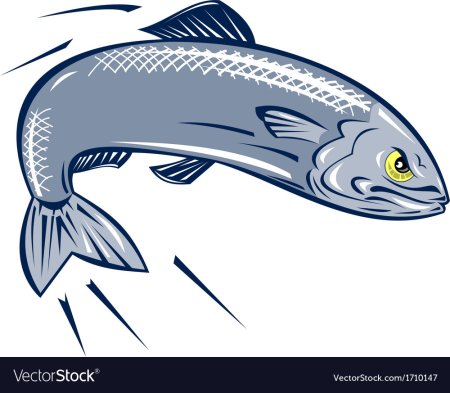 Сардин рисунок рыба