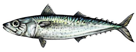 Сардина картинка для детей