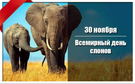 30 Ноября Всемирный день защиты слонов