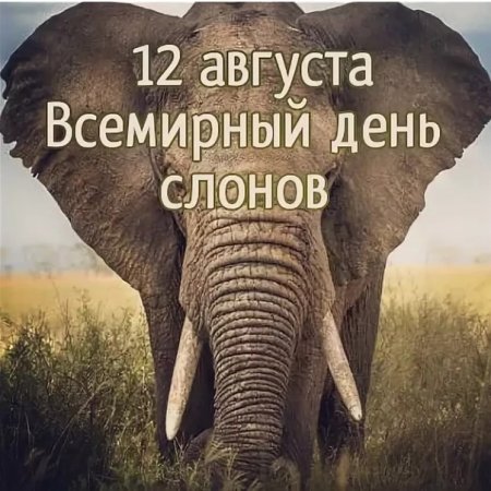 День слона 12 августа