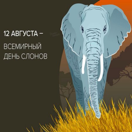 Elephant 2022 online Польша