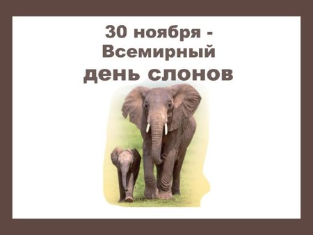 Международный день слонов 30 ноября