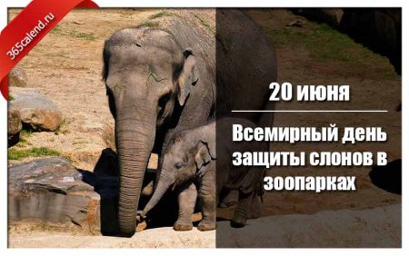 День защиты слонов 20 июня