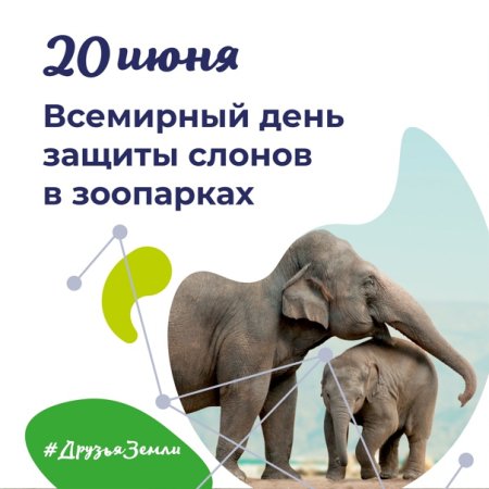 Всемирный день слона