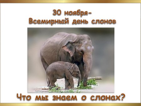 День защиты слонов 22 сентября