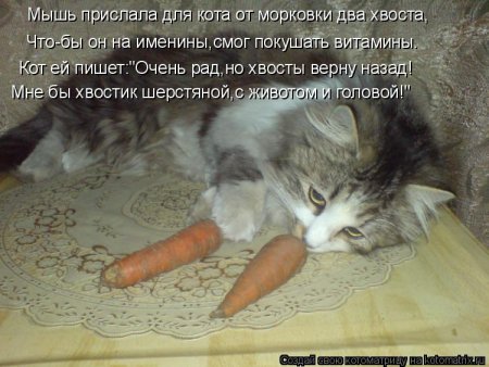 Кот морковь